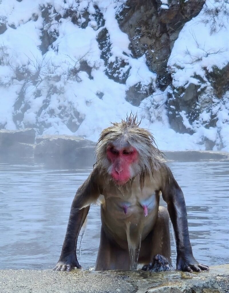 A snow monkey leaving the Onsen