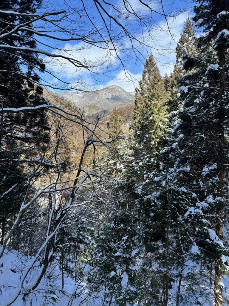 Pine trees on the way to Snow Monkeys Park