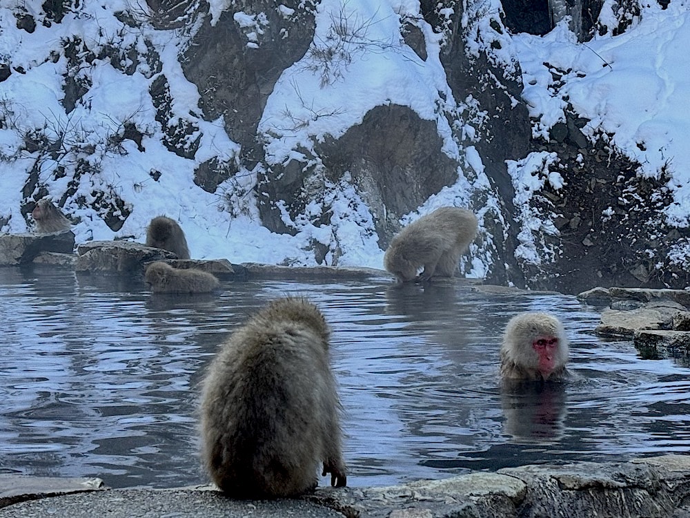 Snow monkeys are warming themselves in the Onsen.