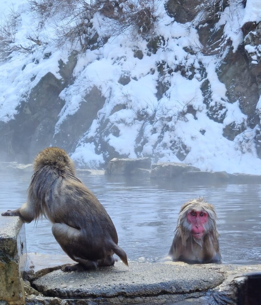 Snow monkeys bathing in the onsen, Jigokudani Park.