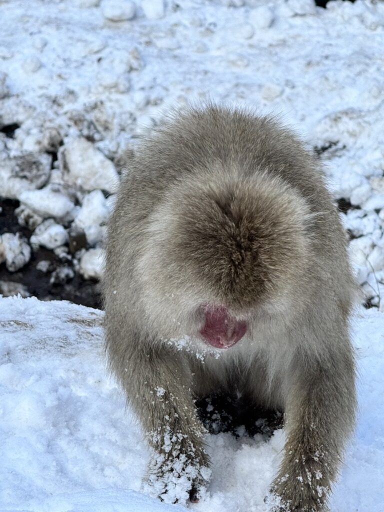A Japanese macaque is looking for food