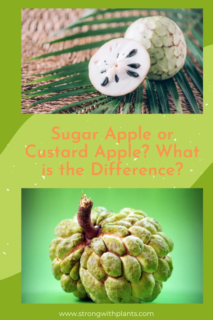 Sugar Apple or Custard Apple? What is the Difference? 4 Sugar Apple or Custard Apple? What is the difference?