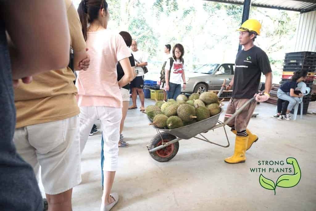Durian farm org dsc07502 1