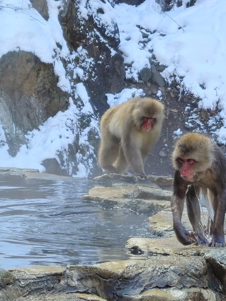 Snow monkeys entering to the Onsen, Jigokudani park.