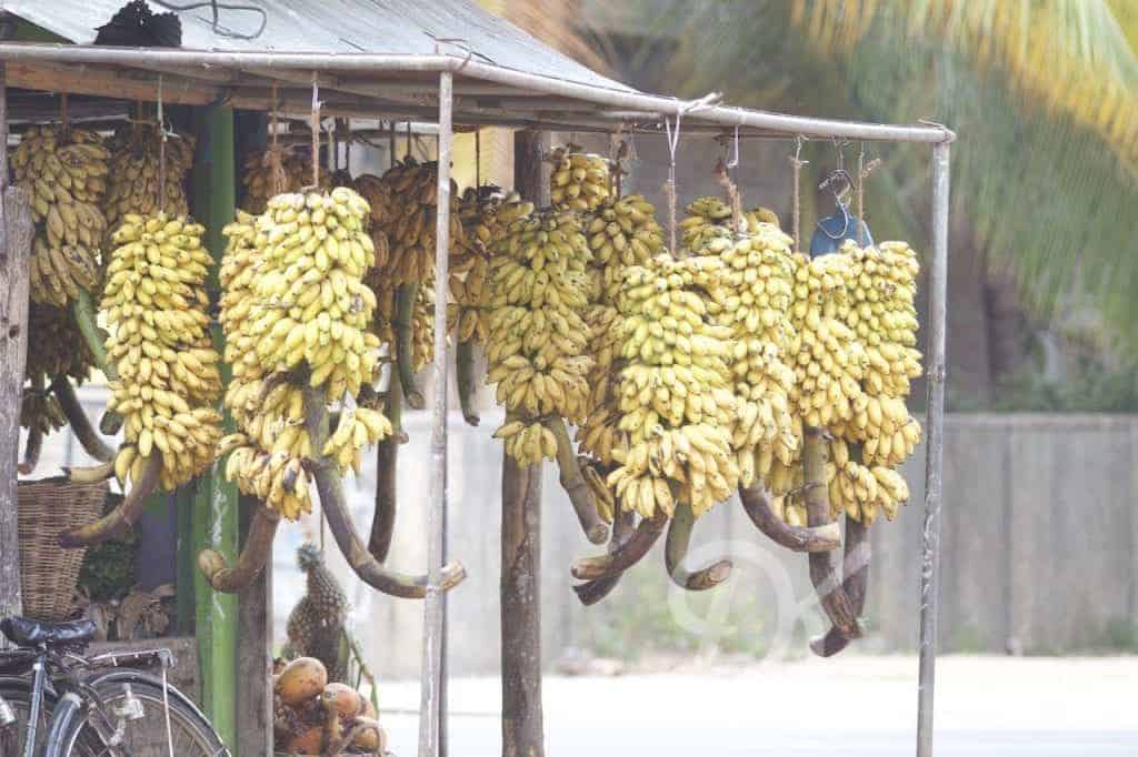 Bananas in batticaloa sri lanka
