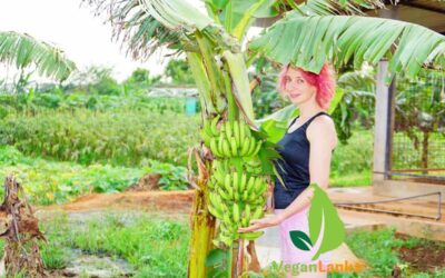 The Thinnai Organic Farm – Places to stay with Vegan Options in Jaffna