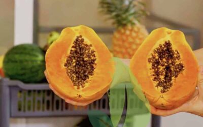 Papaya Fruit – Amazing Fruits of Sri Lanka You Must Try