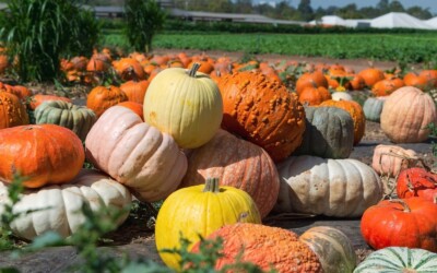 7 Impressive Health Benefits of Pumpkin