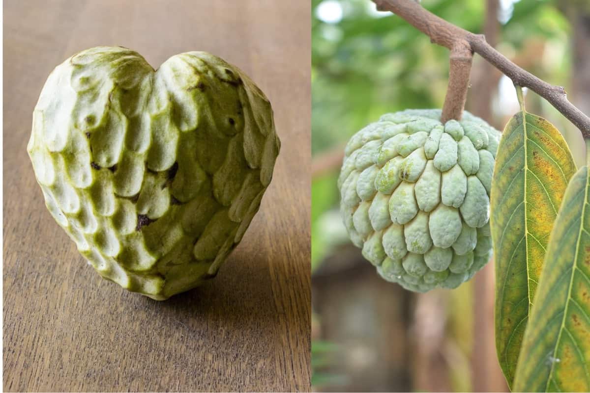 Sugar apple or custard apple? What is the difference?