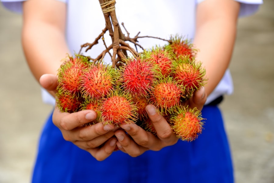 Rambutan | Exotic Tropical Fruits You Must Try & 6 Benefits
