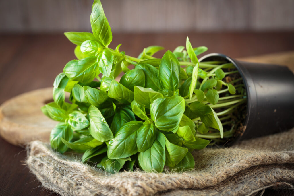 Photo of a basil plant
