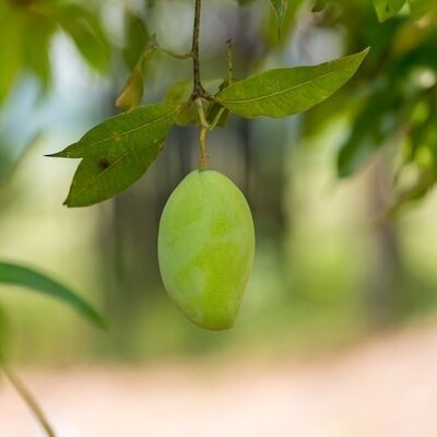 Green mango hanging mango field mango farm agri 2022 04 15 01 55 37 utc