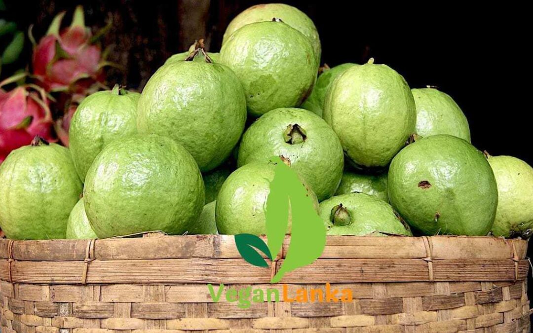 Guava – Fruits Must Try in Sri Lanka