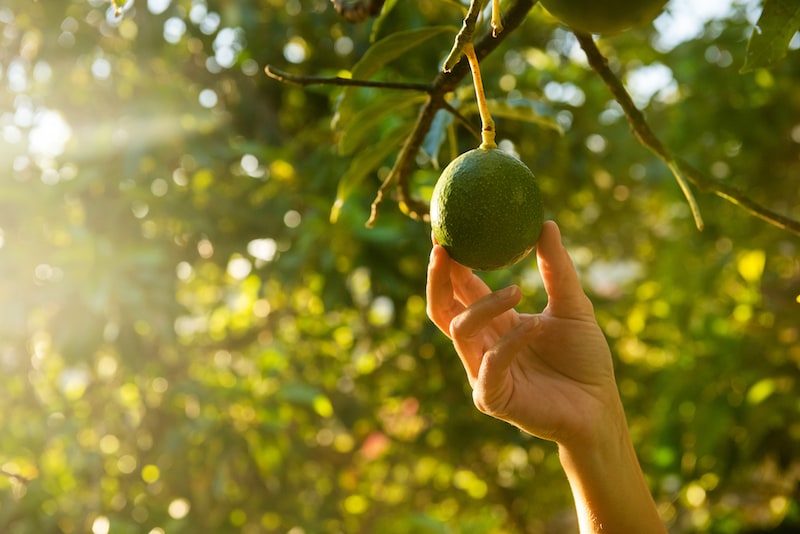 Hand picking avocado from tree 2021 09 03 17 42 02 utc