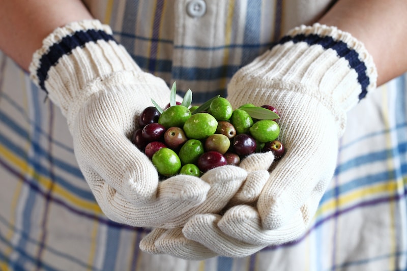 Hands holding harvested fresh olives 2021 08 26 22 37 45 utc