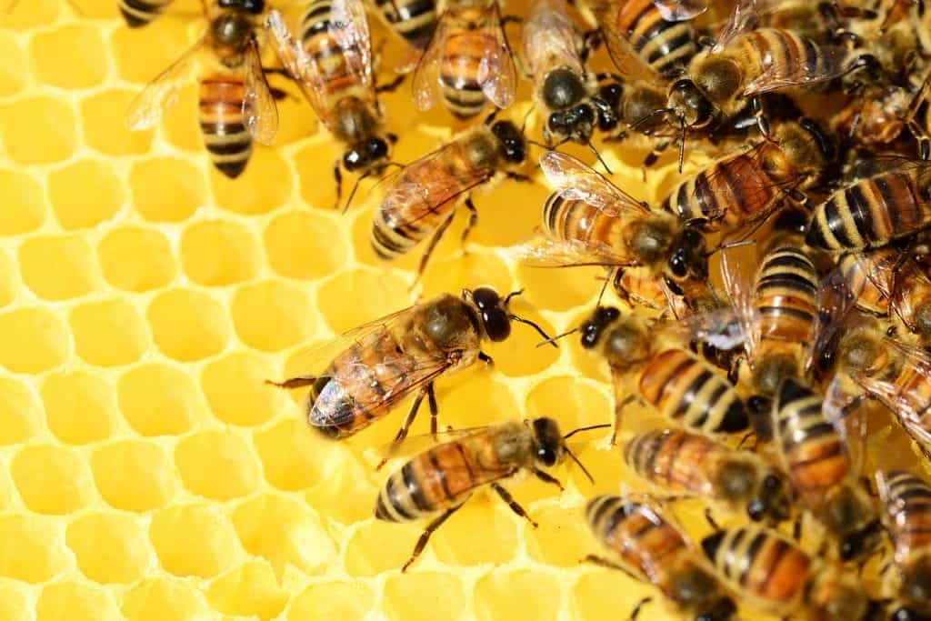 Honey bees 326337 1280