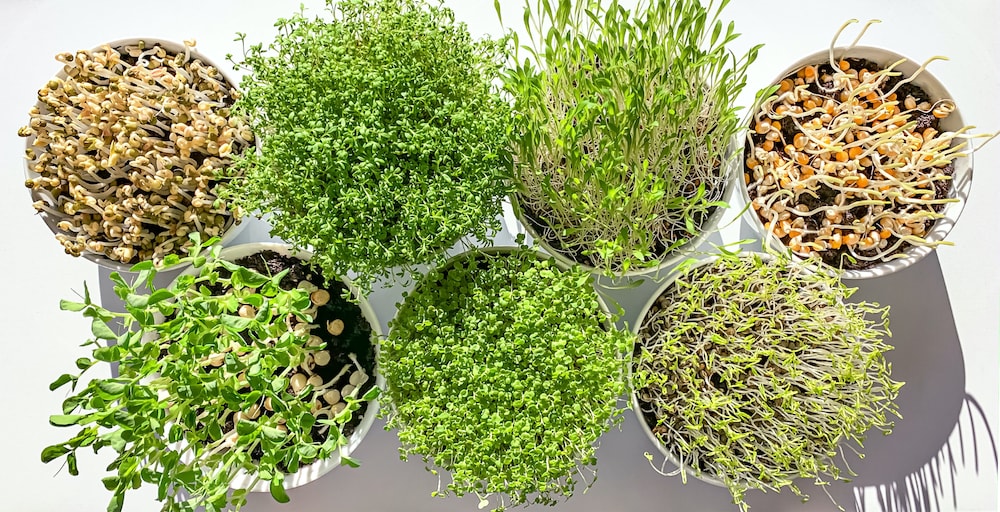 Microgreens and sprouts in white bowls from above 2021 08 27 09 25 79 utc