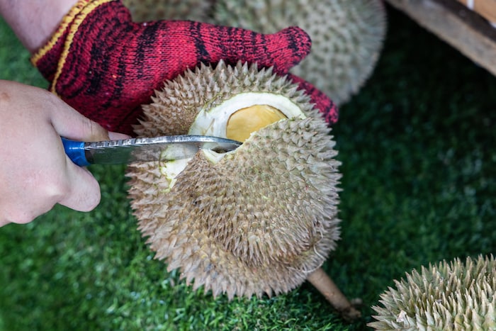 Seller opening malaysian durian revealing its thic 2022 02 06 04 52 09 utc