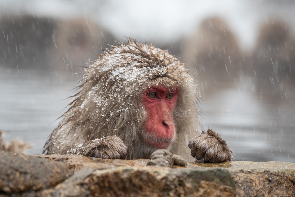 A snow monkey relaxing in the Onsen